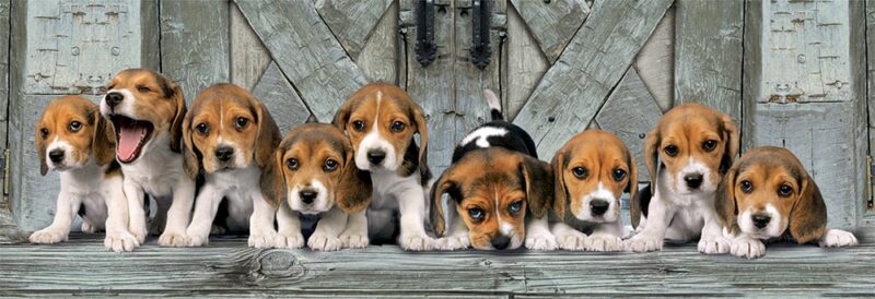 Clementoni Παζλ Panorama High Quality Collection Σκυλάκια Beagles 1000 τμχ – Compact Box 5582853