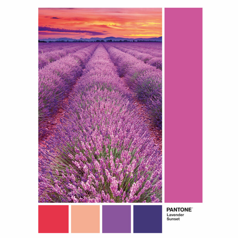 Clementoni Παζλ Pantone Μωβ Βιόλες 1000 τμχ