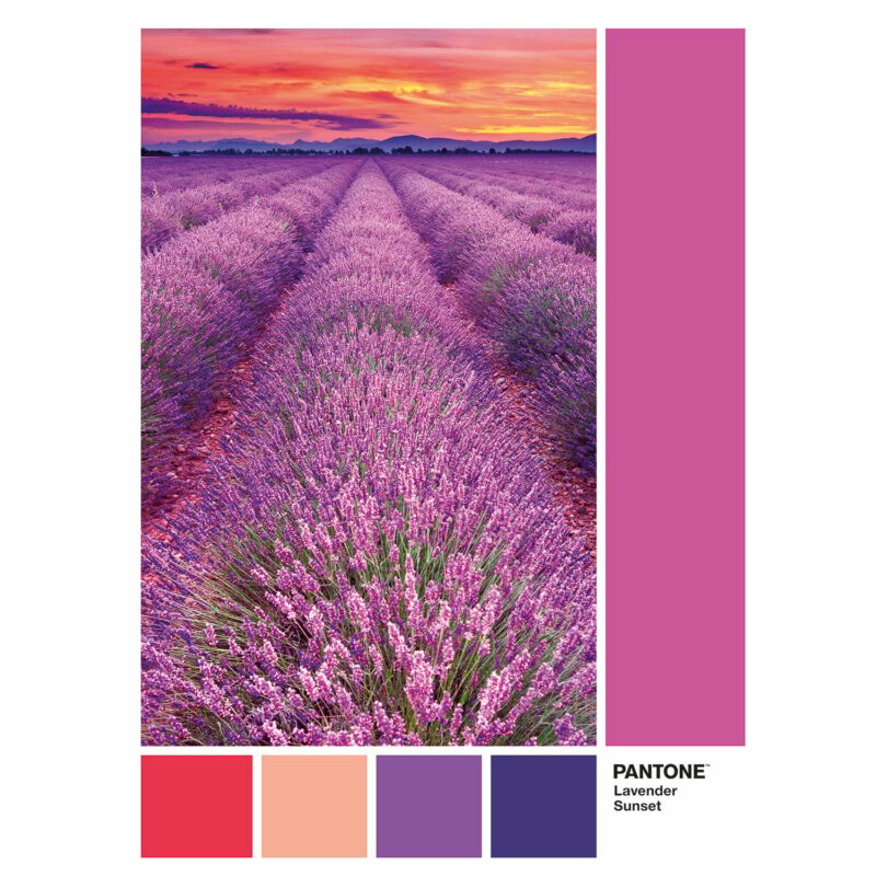 Clementoni Παζλ Pantone Μωβ Βιόλες 1000 τμχ 5683436