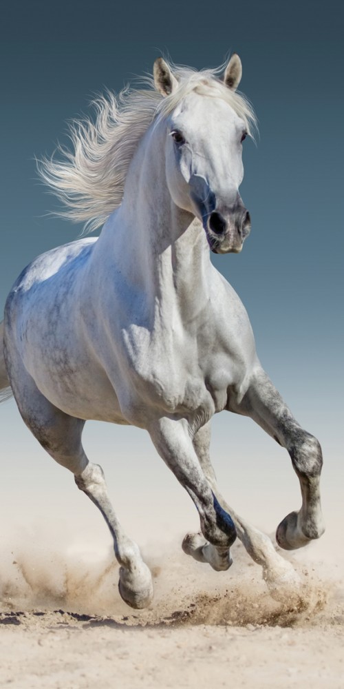 Horses Πετσέτα Μπάνιου & Θαλάσσης 100% Βαμβάκι 70×140 cm 5926416