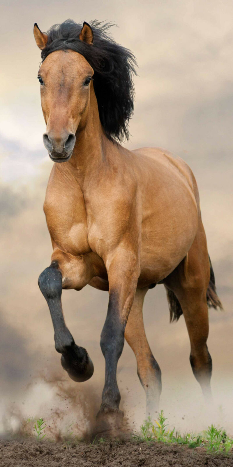 Horses Brown Πετσέτα Μπάνιου & Θαλάσσης 100% Βαμβάκι 70×140 cm 5926409