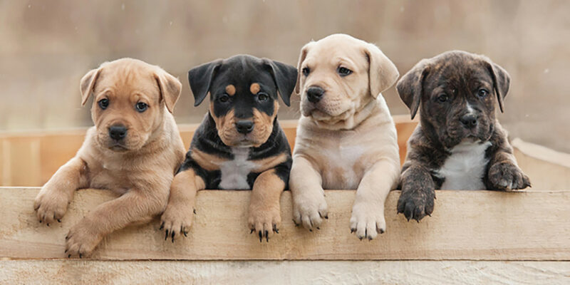 Dog Team Πετσέτα Μπάνιου & Θαλάσσης 100% Βαμβάκι 70×140 cm 5926406