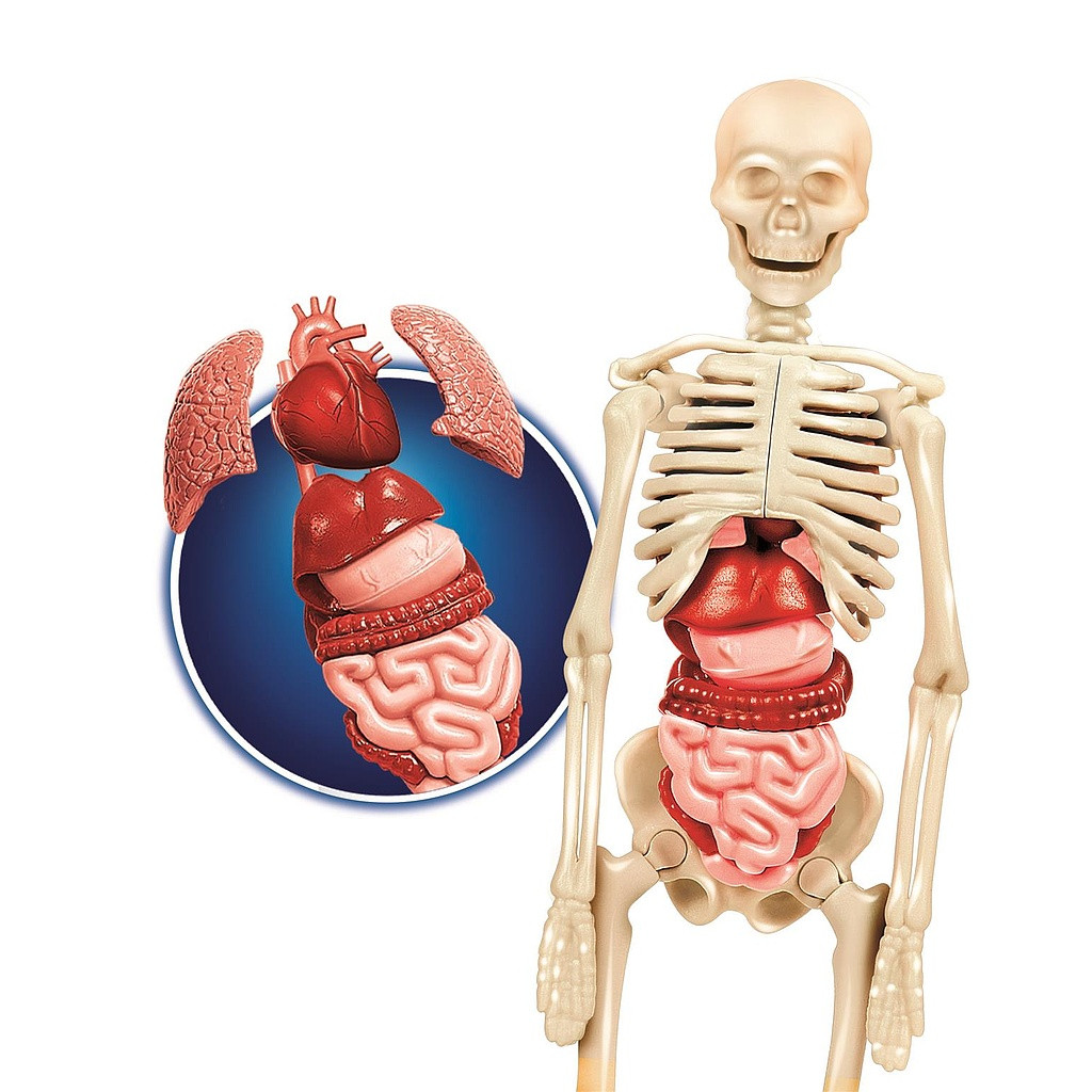 Colour Clementoni Human Body Επιστημονικό Σετ