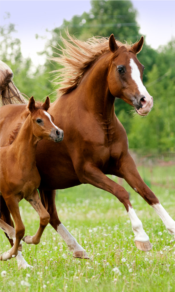 Horses Career Παιδική Πετσέτα Χεριών – Προσώπου 30×50 cm 5896544